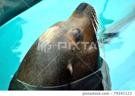 California sea lions face up 79345123