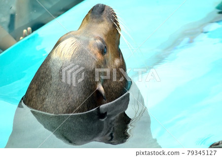 California sea lions face up 79345127