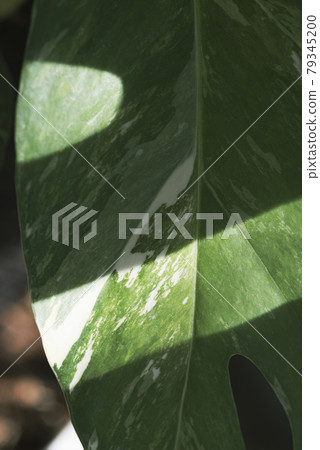 Closeup leaf Epipremnum Pinnatum variegated  79345200