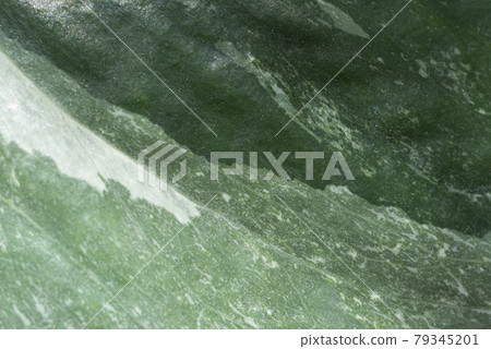 Closeup leaf Epipremnum Pinnatum variegated  79345201