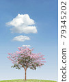 Pink flower blooming tree on blue sky white clouds  79345202