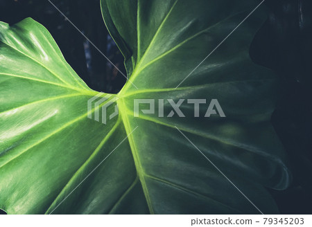 Philodendron elephant ear leaf dark green  79345203