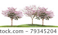 Pink flower tree blooming on green grass isolated white background 79345204