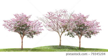 Pink flower tree blooming on green grass isolated white background 79345204