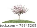 Pink flower tree blooming on green grass isolated white background 79345205