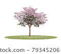 Pink flower tree blooming on green grass isolated white background 79345206