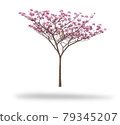 Pink flower blooming tree isolated on white background 79345207