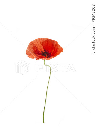 Bright red poppy flower isolated on white background. Bright red poppy flower isolated on white background. 79345208