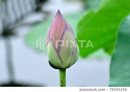 桃紅色蓮花芽 79345256