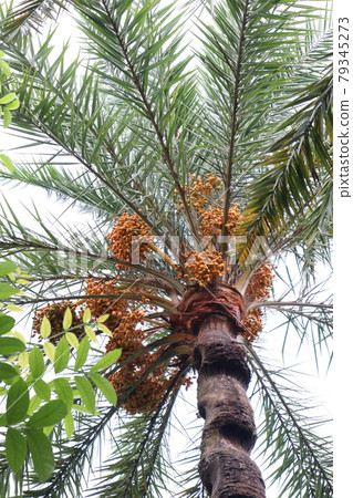 Bangladeshi dates stock on tree for harvest and eat Bangladeshi dates stock on tree for harvest and eat 79345273