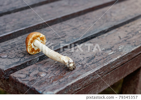 Edible mushroom lies on a wooden table 79345357