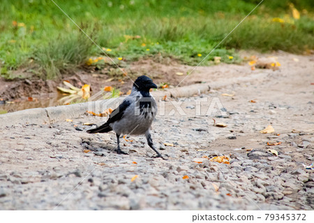 Crow on a sandy road in autumn Crow on a sandy road in autumn 79345372