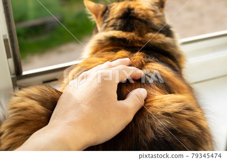 Ginger cat lies and looks out the window Ginger cat lies and looks out the window 79345474