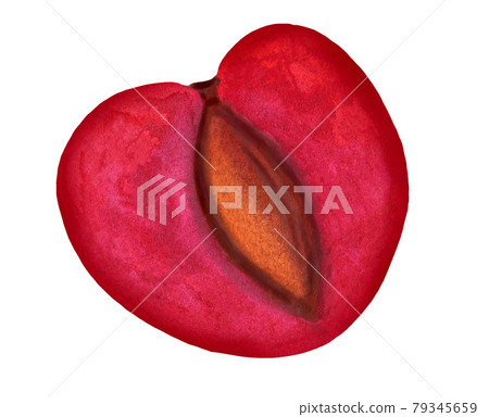 Juicy red plum half with big pit watercolor isolated on white background 79345659