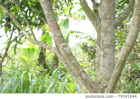 mango tree on farm for harvest and gardening mango tree on farm for harvest and gardening 79345844