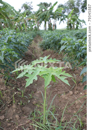 tasty and healthy green raw papaya on tree in the farm for harvest tasty and healthy green raw papaya on tree in the farm for harvest 79345887