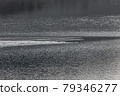 Swimming ducks in a dam. near Dospat Bulgaria 79346277