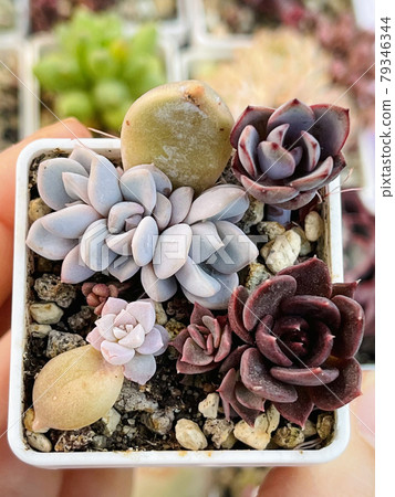 Colorful echeveria succulent in pot.  79346344