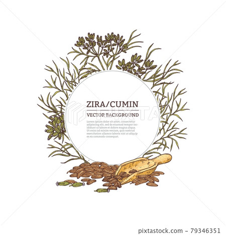 Hand drawn decorative frame with zira or cumin, vector illustration isolated. Hand drawn decorative frame with zira or cumin, vector illustration isolated. 79346351