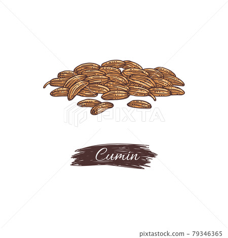 Cumin Plant Branches Collection, Engraving Style Vector