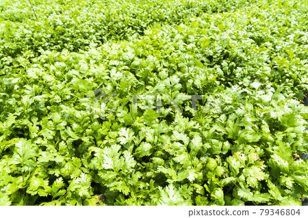 green curly parsley leaves (Petroselinum) in farmland, Kitchen herb garden with fresh parsley plant. 79346804