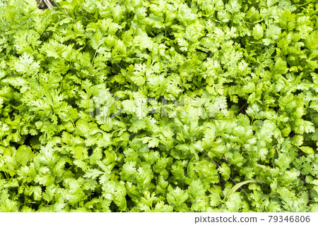 green curly parsley leaves (Petroselinum) in farmland, Kitchen herb garden with fresh parsley plant. green curly parsley leaves (Petroselinum) in farmland, Kitchen herb garden with fresh parsley plant. 79346806