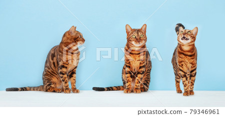 Various bengal cats 79346961