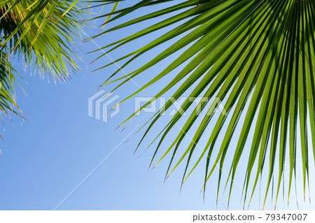 Palm leaves in front of blue sunny summer sky Palm leaves in front of blue sunny summer sky 79347007