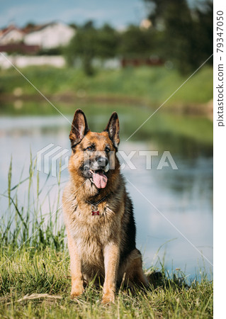 Alsatian Wolf Dog Sitting Near Lake. Brown German Shepherd Dog Sitting In Green Summer Grass Near Lake Alsatian Wolf Dog Sitting Near Lake. Brown German Shepherd Dog Sitting In Green Summer Grass Near Lake 79347050