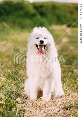 Funny Young White Samoyed Dog Or Bjelkier, Smiley, Sammy Sitting In Summer Grass Funny Young White Samoyed Dog Or Bjelkier, Smiley, Sammy Sitting In Summer Grass 79347051