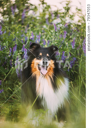 Tricolor Rough Collie, Funny Scottish Collie, Long-haired Collie, English Collie, Lassie Dog Sitting In Green Summer Meadow Grass With Purple Blooming Flowers. Tricolor Rough Collie, Funny Scottish Collie, Long-haired Collie, English Collie, Lassie Dog Sitting In Green Summer Meadow Grass With Purple Blooming Flowers. 79347053