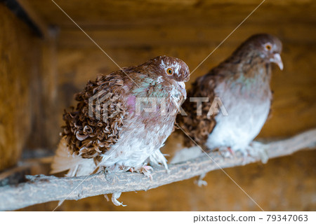 Couple of brown curly pigeon sitting on a branch. Special breed and very cute doves. High quality photo 79347063