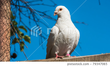 White dove against the background of the blue sky, waiting White dove against the background of the blue sky, waiting 79347065