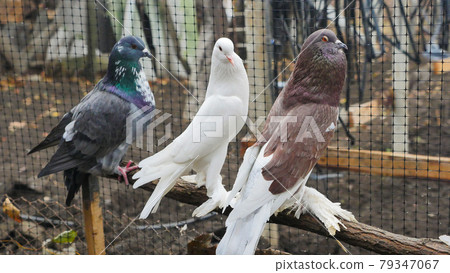 Decorative pigeons of different breeds colors with shaggy paws on a farm in a cage. Beautiful originals various types breed pigeons. Special plumage. Decorative pigeons of different breeds colors with shaggy paws on a farm in a cage. Beautiful originals various types breed pigeons. Special plumage. 79347067
