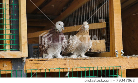 Couple brown curly pigeon sitting in arranged space from wood, in a cage with an open gate. Special breed and very cute. Concept of peace, love and care to pigeons. 79347068