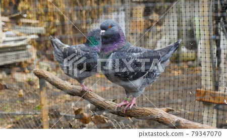 German Modena couple pigeon. Decorative colorful pigeons. Beautiful originals various types breed doves. Special plumage. German Modena couple pigeon. Decorative colorful pigeons. Beautiful originals various types breed doves. Special plumage. 79347070