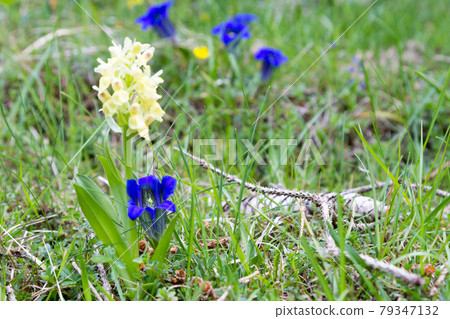 Gentian flowers on green meadow. Blue flower detail Gentian flowers on green meadow. Blue flower detail 79347132