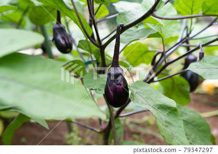 Summer, seasonal eggplant <Chiba / Home garden July 2021> 79347297