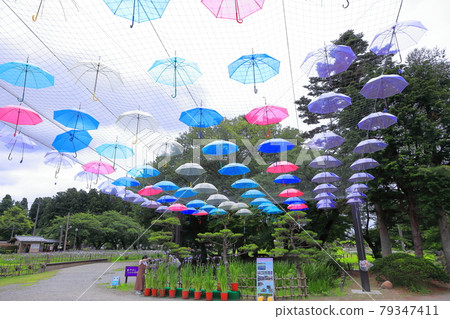 Nagai Ayame Park Umbrella Sky Nagai Ayame Park Umbrella Sky 79347411