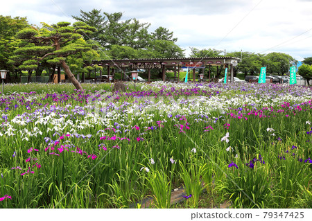 永井Ayame公園 永井Ayame公園 79347425