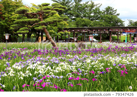 Nagai Ayame Park Nagai Ayame Park 79347426
