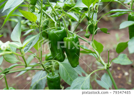 夏天，收穫前的辣椒 <千葉 / 家庭花園 2021 年 7 月> 79347485