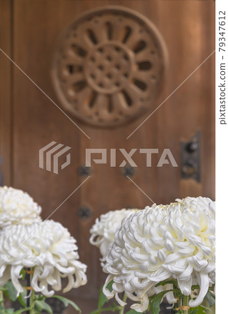 [Shibuya, Tokyo] Chrysanthemum flower exhibition and wooden door to celebrate the Meiji Shrine Autumn Grand Festival on the anniversary of the birth of Emperor Meiji 79347612