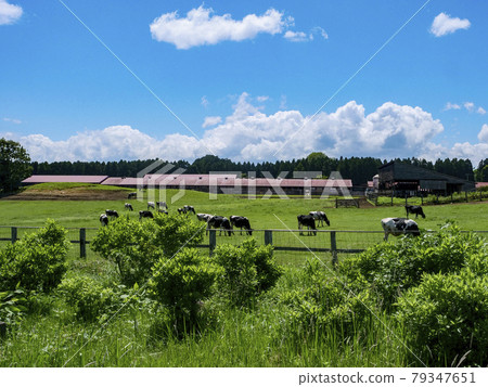 Landscape, photo Summer Koiwai farm cows and clouds springing up Koiwai farm ranch scenery Refreshing ranch morning 79347651