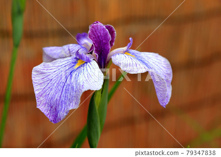 Nagai Ayame Park Nagai Kosei Tsumugi Musume 79347838