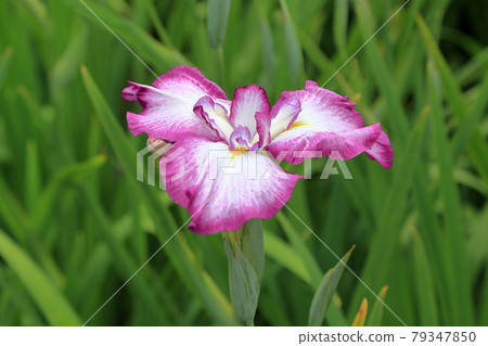 Nagai Ayame Park Nagai Old Species Kozakurahime Nagai Ayame Park Nagai Old Species Kozakurahime 79347850