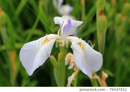 Nagai Ayame Park Nagai 古代物種爪紅色 79347852