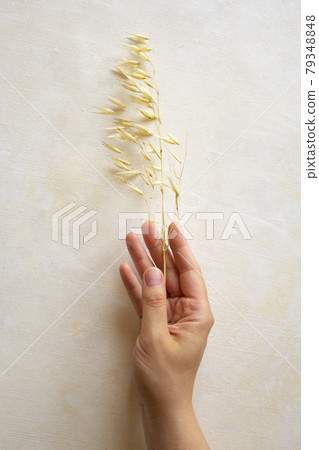 dried flowers on beige background, top view. 79348848