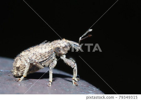 Yasai Weevil 79349315