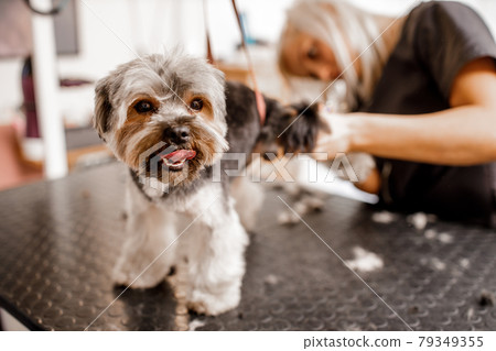 Young blond professional groomer love her job with yorkshire dog and all of the pets. Young blond professional groomer love her job with yorkshire dog and all of the pets. 79349355